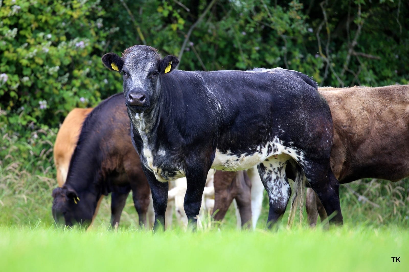Maxwell Livestock terminal sire bull